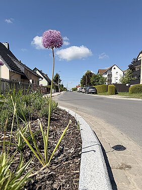 Neu ausgebaute Zechenstraße in Hohenstein-Ernstthal mit moderner Fahrbahn, gepflegten Gehwegen und einer bepflanzten Grüninsel im Vordergrund. Eine violette Zierlauchblüte setzt einen farbigen Akzent vor der ruhigen Wohnstraße unter blauem Himmel.
