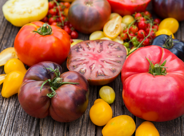 Verschiedene Tomatensorten in Rot, Gelb und Dunkelviolett auf einem Holztisch, darunter große Fleischtomaten, kleine Cocktailtomaten und aufgeschnittene Exemplare.