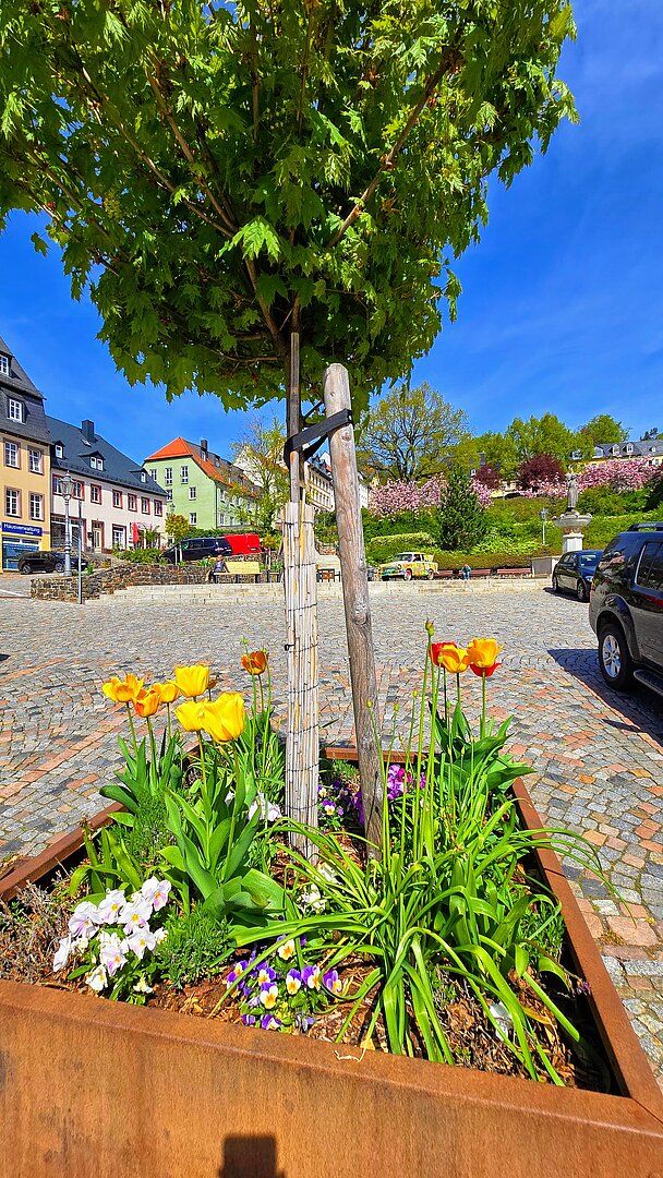 Baumkübel Altmarkt mit Frühlingsbepflanzung 2026